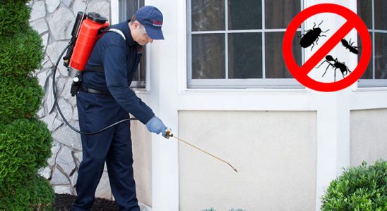 Divriği Fare İlaçlama böcek ilaçlama ve haşere kontrolü — ilaclama-tr.com
